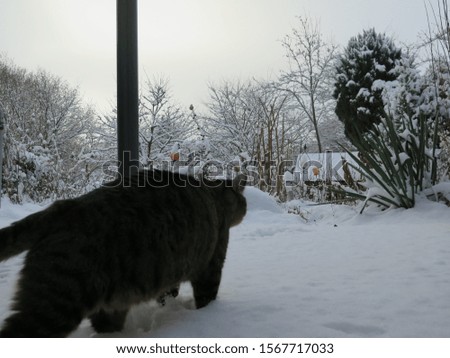 A cat with thick fur walks in a snow-covered garden in Berlin Tegel on a clear winter day in deep snow.