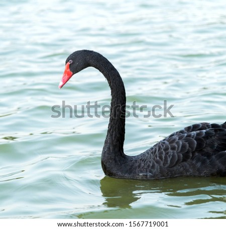 Beautiful Black Swan Duck Floating in Heart Shaped Lake