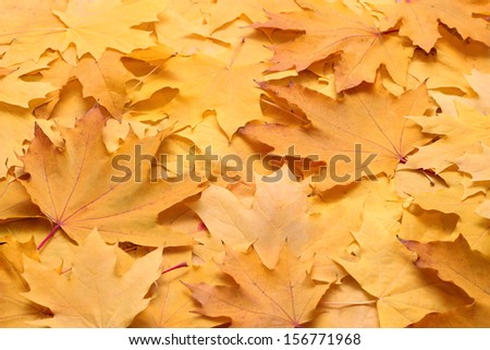 autumn  leaves