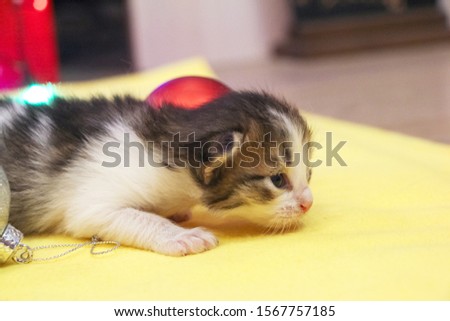 A very tiny cute kitten lies between red and silver Christmas balls on a yellow plaid. Blurred background.