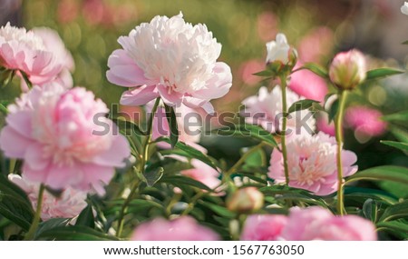 Beautiful  flower pink  peonies close up,  flowering in peonies garden. Nature.