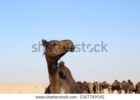 Group of dromedary camels in the desert