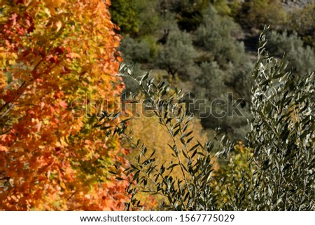 Tree leaves with autumnal colors, on the left of the picture, like flames of a fire. Olive branches on the right of the picture. Blurred oliver trees in the background. Autumn in Provence in France.