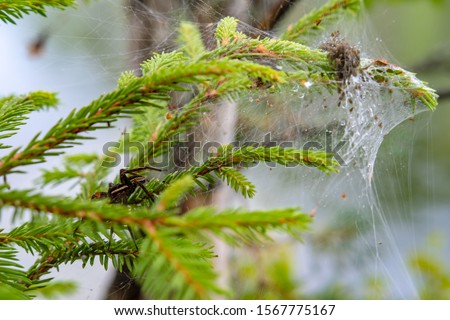 Female water spider (Argyroneta aquatica) guards the offspring hatched from eggs, in a nest of cobwebs, on spruce branches. Arachnophobia