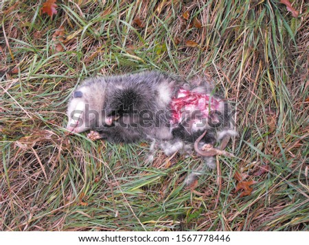 dead possum in grass, partially scavenged
