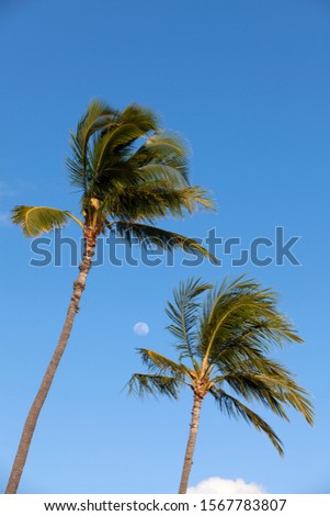 Palm in the beach, O`ahu, Hawaii, USA,