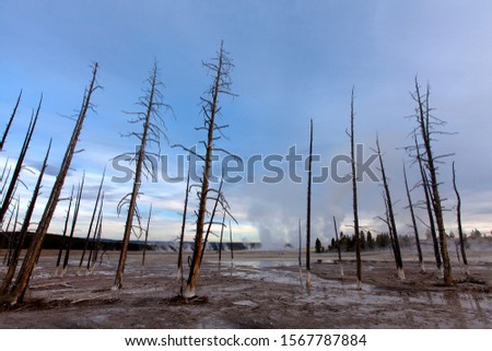 Lodgepole Pine (Pinus contorta), Yellowstone National Park, Wyoming, USA.