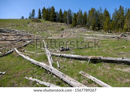 Dead pines in Mud Volcano, Yellowstone National Park, Idaho, Montana and Wyoming, USA.