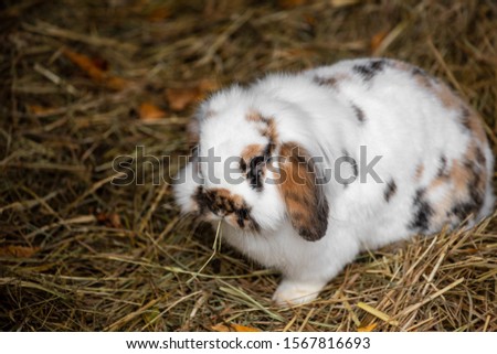 Full body of white-black-brown domestic pygmy rabbit. Photography of lively nature and wildlife.