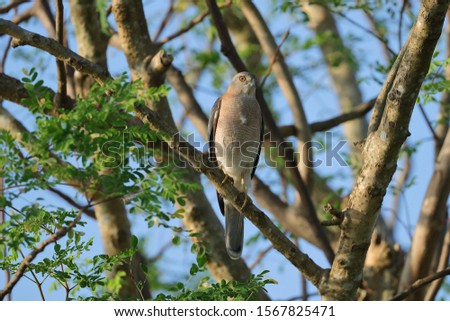 The shikra is a small bird of prey in the family Accipitridae found widely distributed in Asia and Africa where it is also called the little banded goshawk.