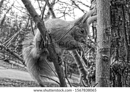beautiful little red fluffy squirrel jumping in a tree in autumn park
