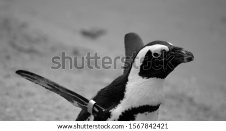 Penguin black and white picture taken at Pairi Daiza Belgium