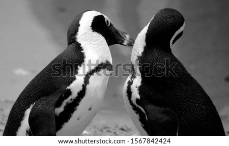 Penguin black and white picture taken at Pairi Daiza Belgium