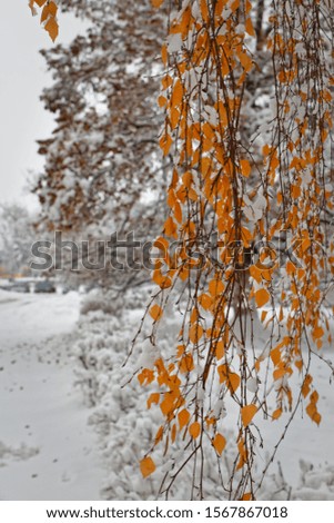 Unexpected yellow foliage of birch stands out brightly against a snowy background.