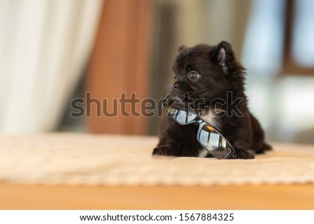 Chihuahua puppy at home on the table