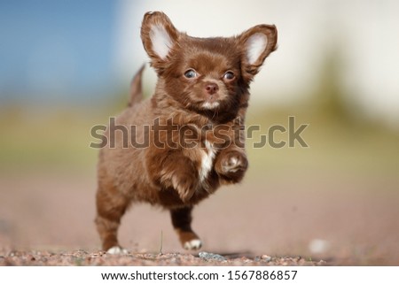 Chihuahua puppy in the field on the road