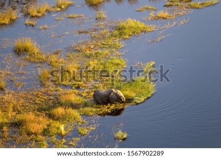 African elephant (Loxodonta africana). Aerial view, Okavango Delta, Botswana, Africa.
