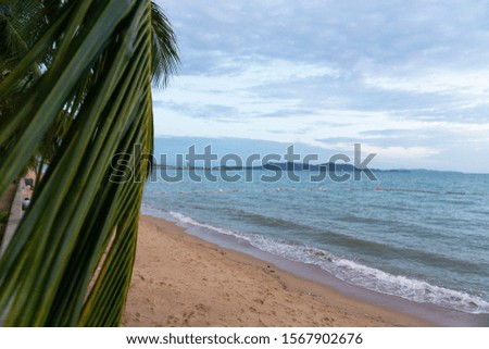 Palm trees sunrise or sunset scenery. Palm trees view by the beach and ocean. Sunrise or sunset coastline scenic photography.