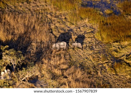 African elephants (Loxodonta africana). Aerial view, Okavango Delta, Botswana, Africa.