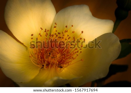 Garden Rose Spring Gold (Rosa pimpinellifolia var. hispida x Joanna Hill), blossom