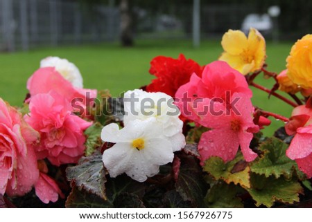 Beautiful pink and white flowers after the rain