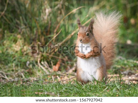 Red squirrels looking for food in the scottish highlands 