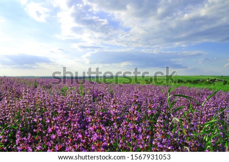 beautiful landscape of blue sky and flowers
