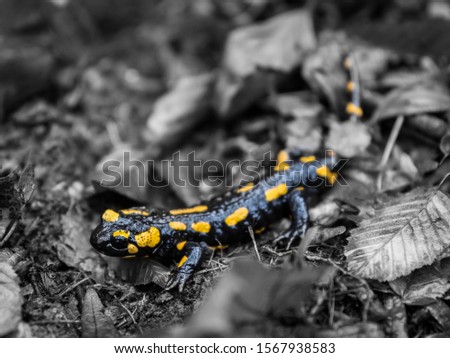 isolated black and white salamander 