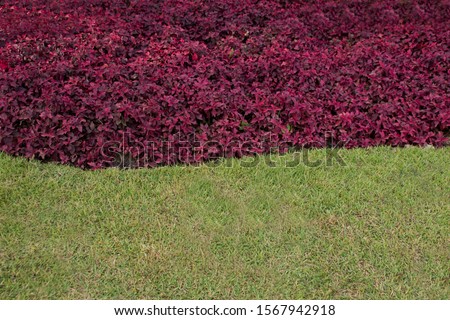 The abstract background of green grass and purple ornamental plants is the background for inserting images and text.