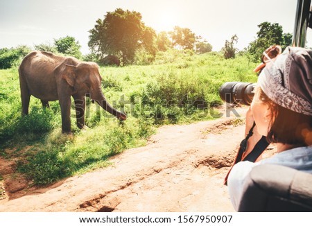 Woman photographer takes a picture with professional camera with telephoto lens from touristic vehicle on tropical on safari in National Nature Park Udawalawe in Sri Lanka