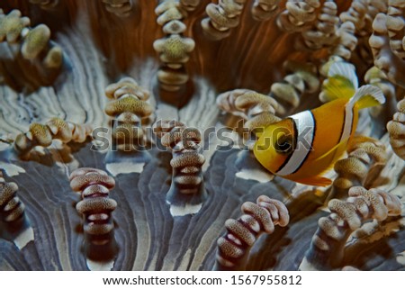 Juvenile False clown Anemonefishes, Junger Orange-Ringel Anemonenfisch in einer Glasperlen-Anemone (Amphiprion ocellaris)