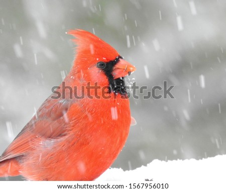 Northern Cardinal in North America