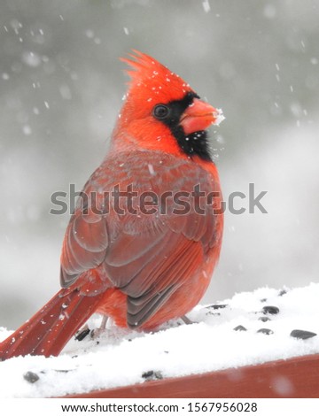 Northern Cardinal in North America