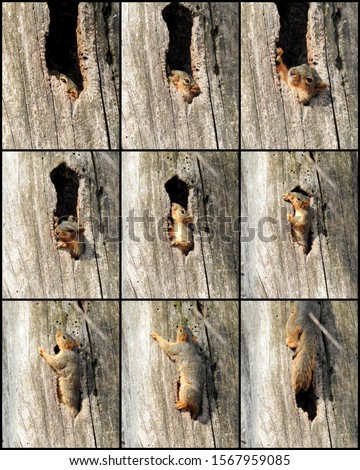 Collage of a collection of photos of a squirrel climbing out of its home 