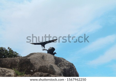 Buzzard landing on a rock with blue sky in the background