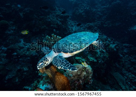 Hawksbill Turtle Eretmochelys imbricata, Bunaken Island