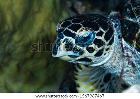 Hawksbill Turtle Eretmochelys imbricata, Bunaken Island Royalty-Free Stock Photo #1567967467