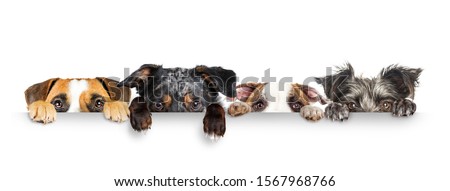Funny dogs peeking eyes above white horizontal web banner with paws hanging over