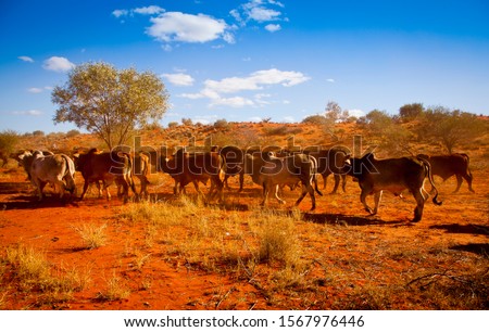 Outback Herd. Rural scene in Western Australia. Dusty red-orange dirt kicked up by a herd of cows in bushland, under a blue sky with clouds.
