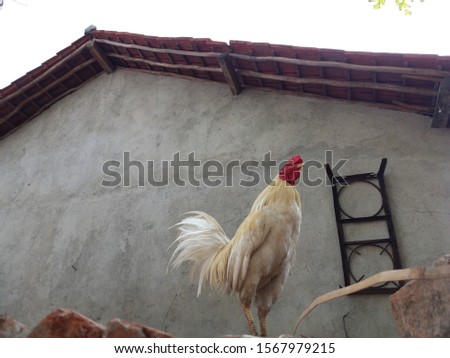 A rooster that is confused