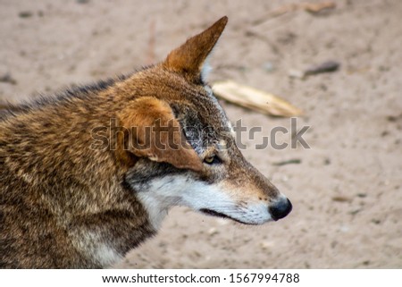 Picture of a red wolf