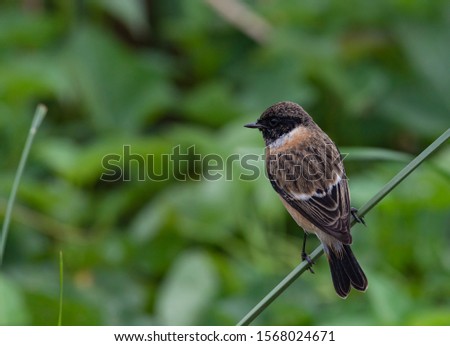 Siberian stonechat (Saxicola maurus). The male in breeding plumage has black upperparts and head, a conspicuous white collar, scapular patch and rump, and a restricted area of orange on the throat.