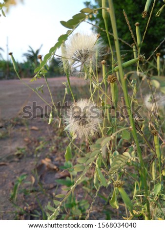Dandelion, look very fragile, but very strong, very beautiful, and have a deep meaning. Strong against the wind, flying high and exploring the sky, and finally arrived at a place to grow into new life