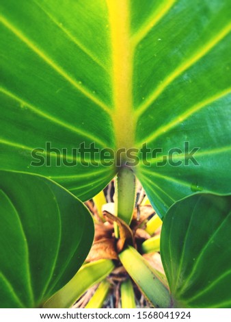 The stems and stripes of the leaves that are in nature