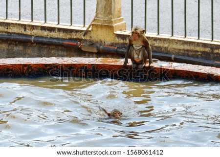 Monkey, swimming in an outdoor pool.