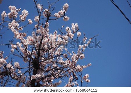 Japanese apricot flower blooming in winter
