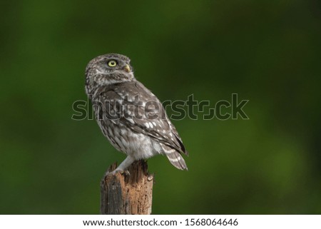 Little owl sitting and looking around