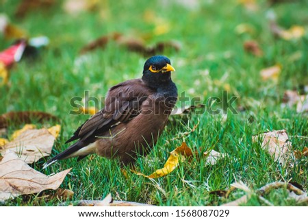 A close up picture of common Indian Myna bird sitting on green grass in the morning.