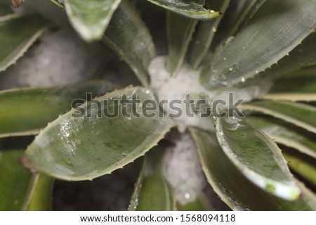 a striped aloe plant covered in icy hail 4523