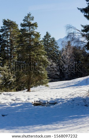 A snow-covered tree with the sun in the picture on a freezing, sunny winter day in the swiss alps